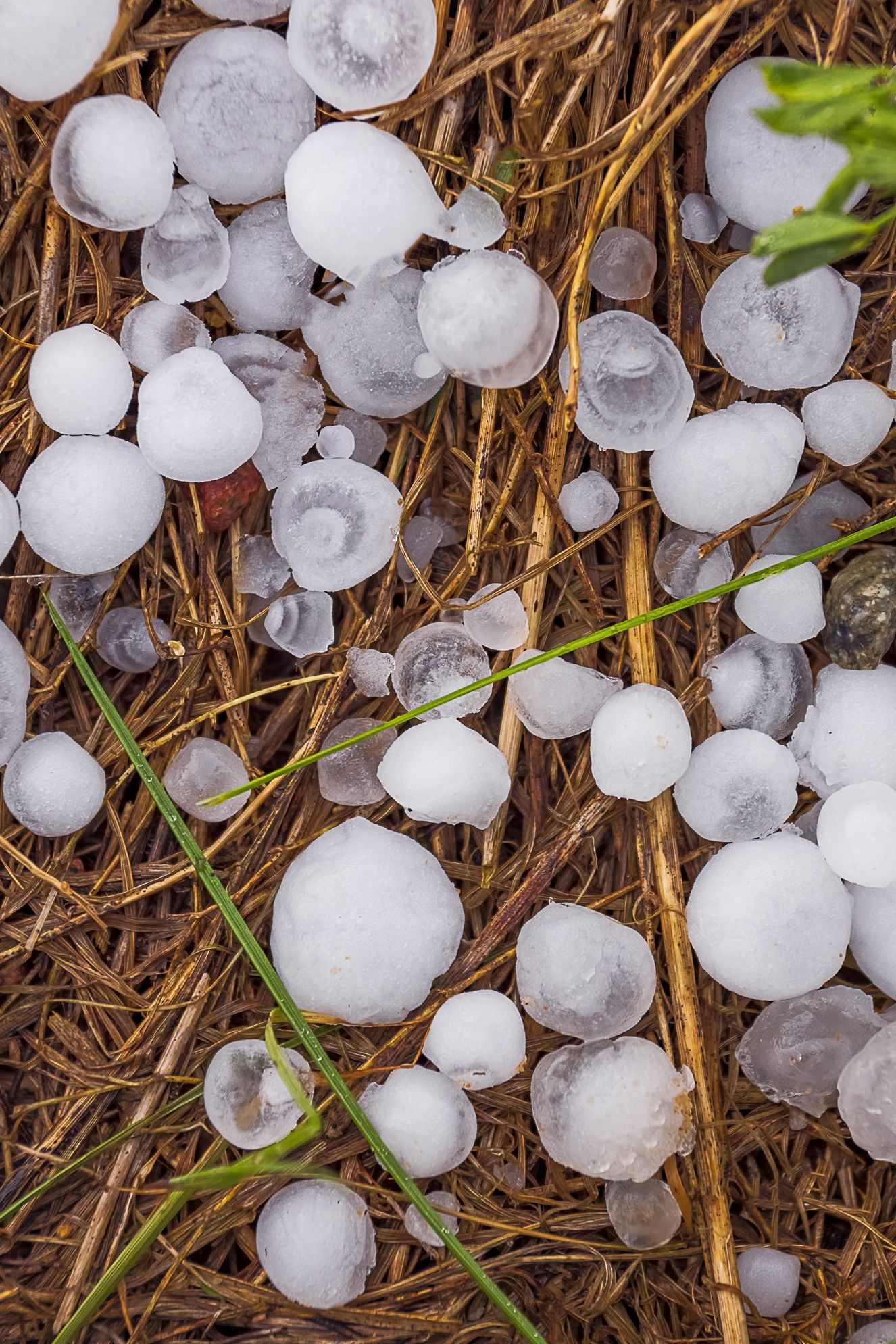 Hail Damage